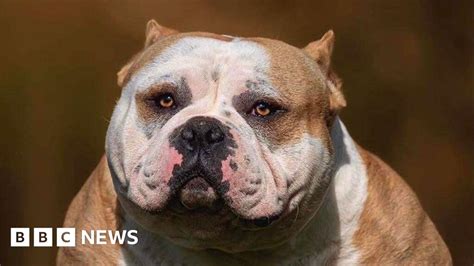 Inside the world of extreme dog breeding